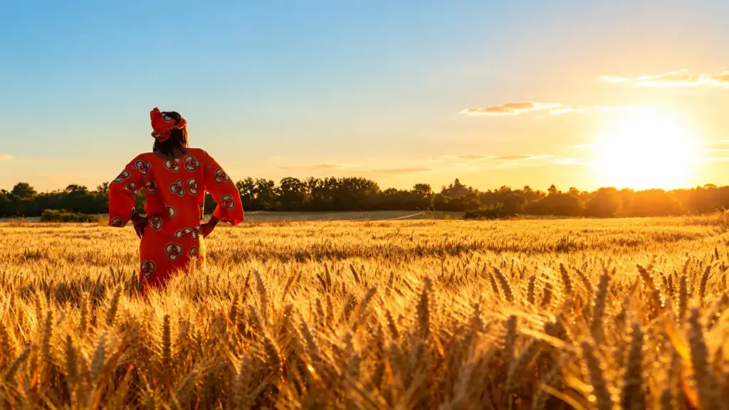 Farm fields at sunset